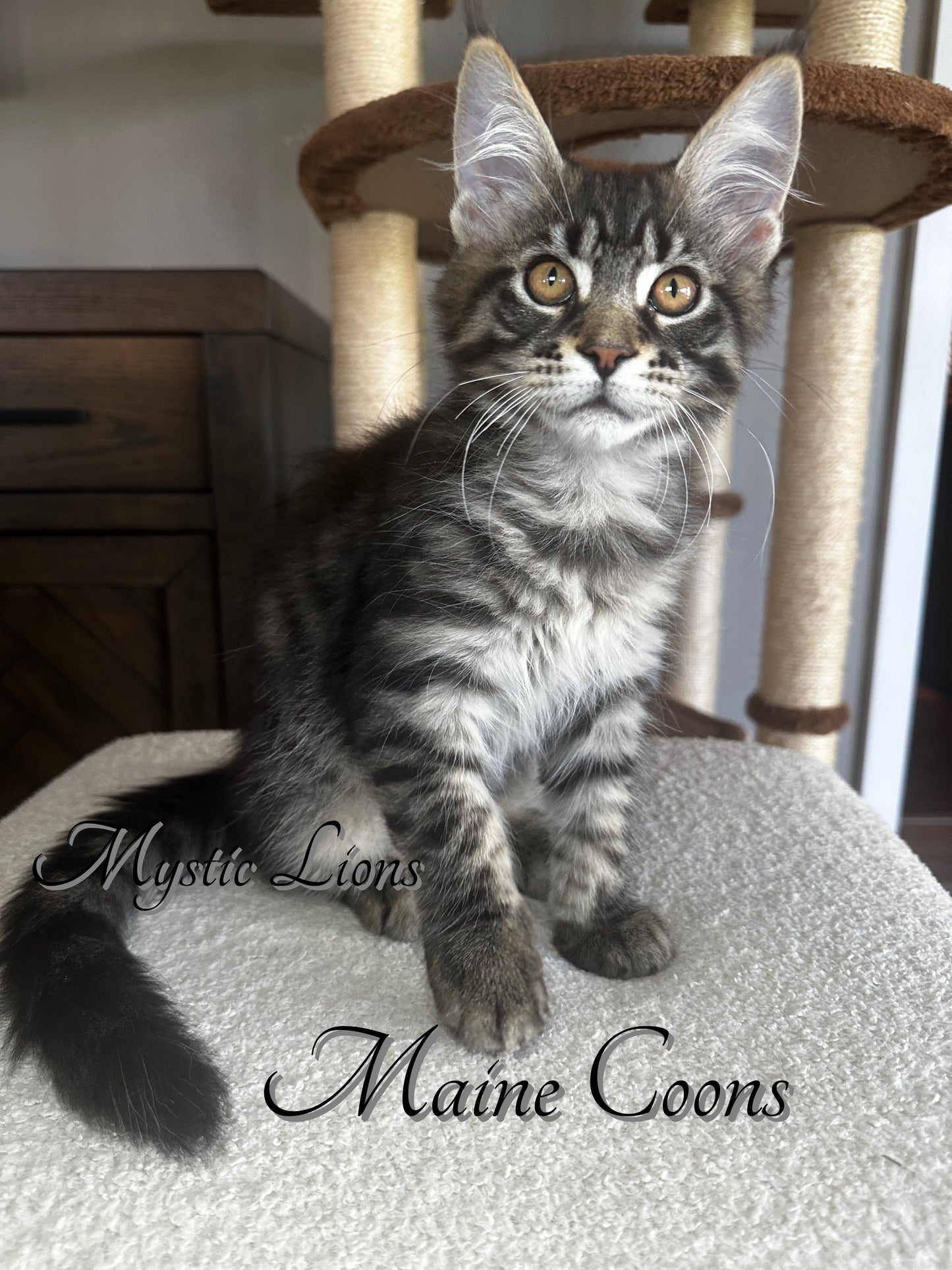 Male - DOB: April 12th, 2024 - FOREVER HOME FOUND!